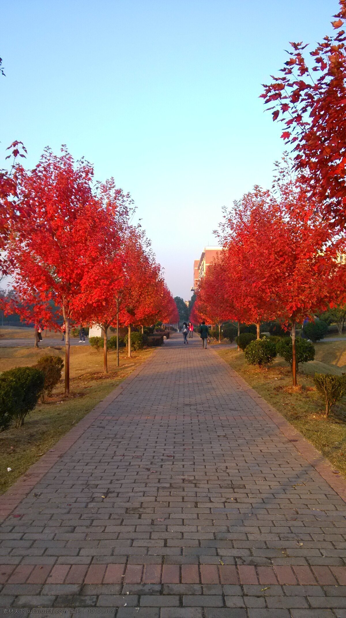 美国 红枫 枫树 秋天 自然风景 自然景观 美国红枫 湖南农业大学 图书馆前 矢量图 日常生活
