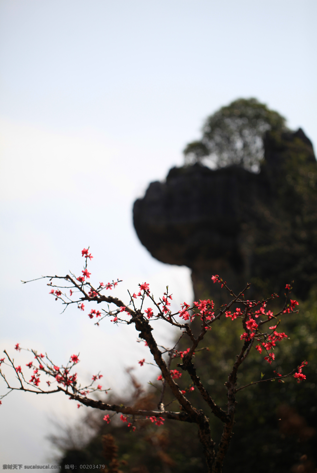 水蜜桃花 水蜜桃树 广东 连平 风景 花草 生物世界 白色