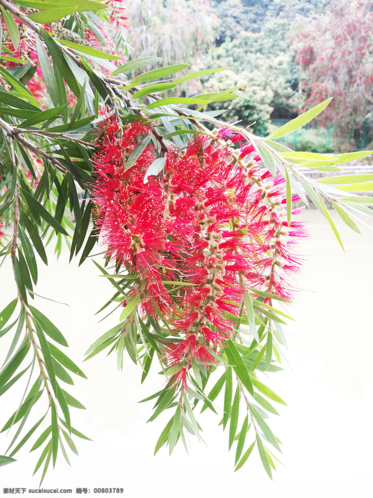 花蕾 红色花蕾 柳条 小瓣花 红色花瓣 花朵 公园 植物 自然景观 自然风景 旅游摄影