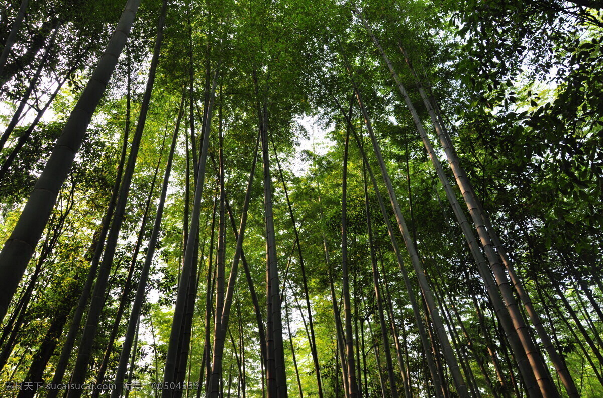 竹海 绿色 绿竹 田园风光 竹子 自然景观 蜀南竹海 矢量图 日常生活