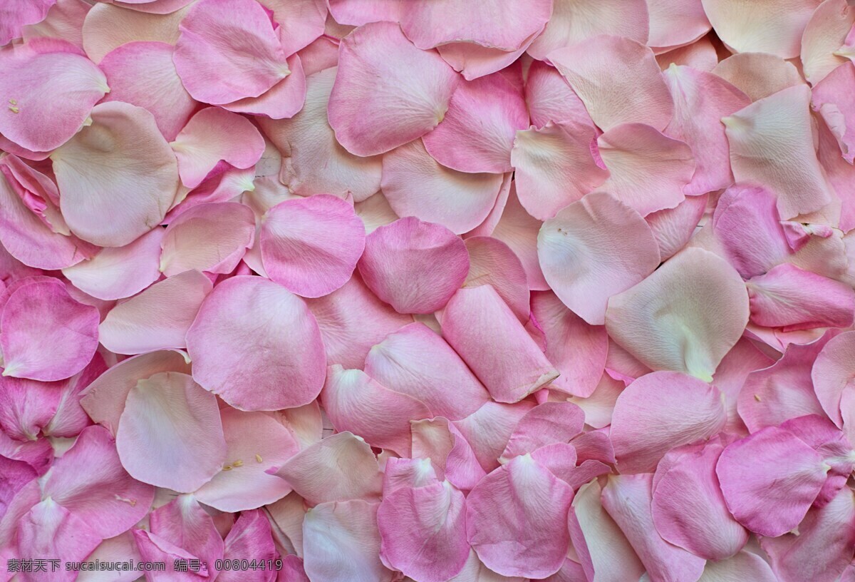 花片 花 花朵 花卉 粉色花瓣 粉色 生活百科 生活素材