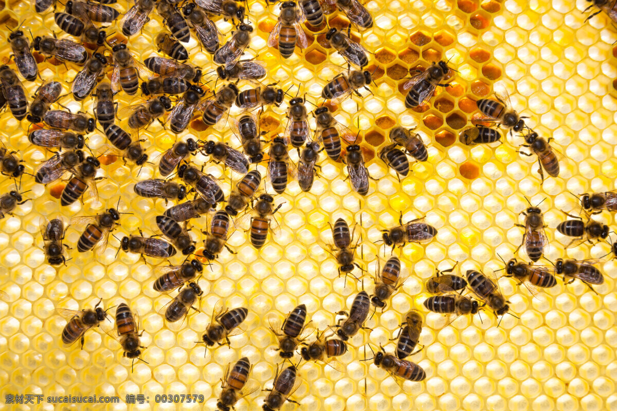 蜜蜂 昆虫 动物 写真 黄蜂 采蜜 蜂巢 蜜蜂摄影 昆虫动物 动物摄影 昆虫图片 动物图片 生物世界