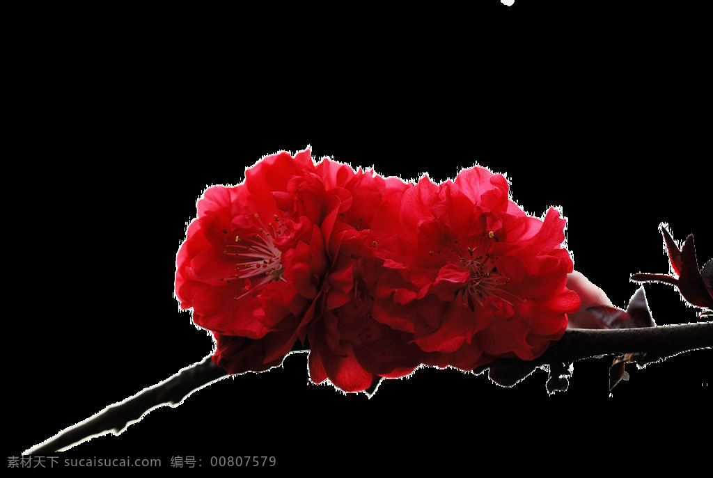浪漫 鲜红色 花朵 樱花 装饰 元素 黑色树枝 深色树叶 鲜红色花朵 装饰元素