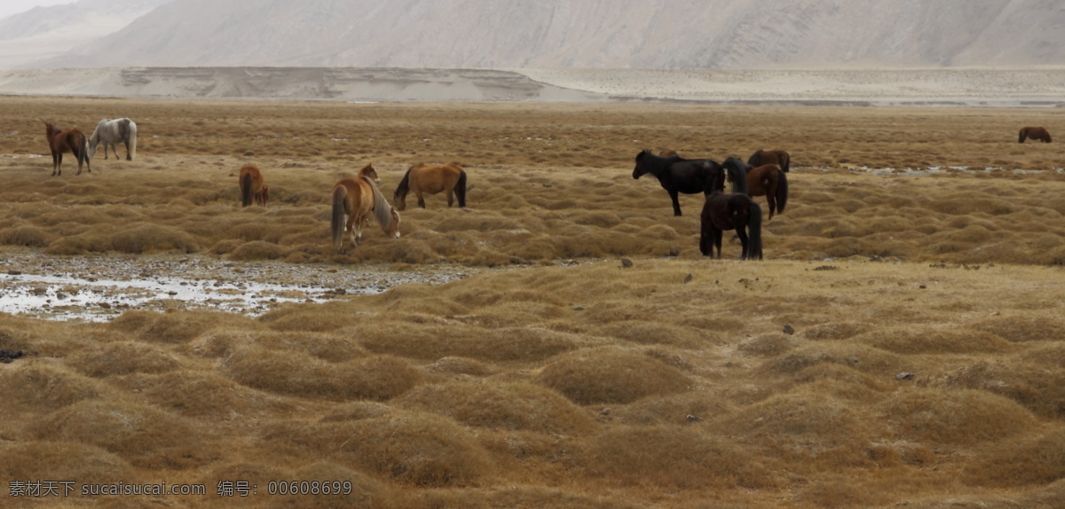 可可西里 青藏高原 雪山 草原 西藏 藏羚羊 无人区 荒漠 生物世界 家禽家畜