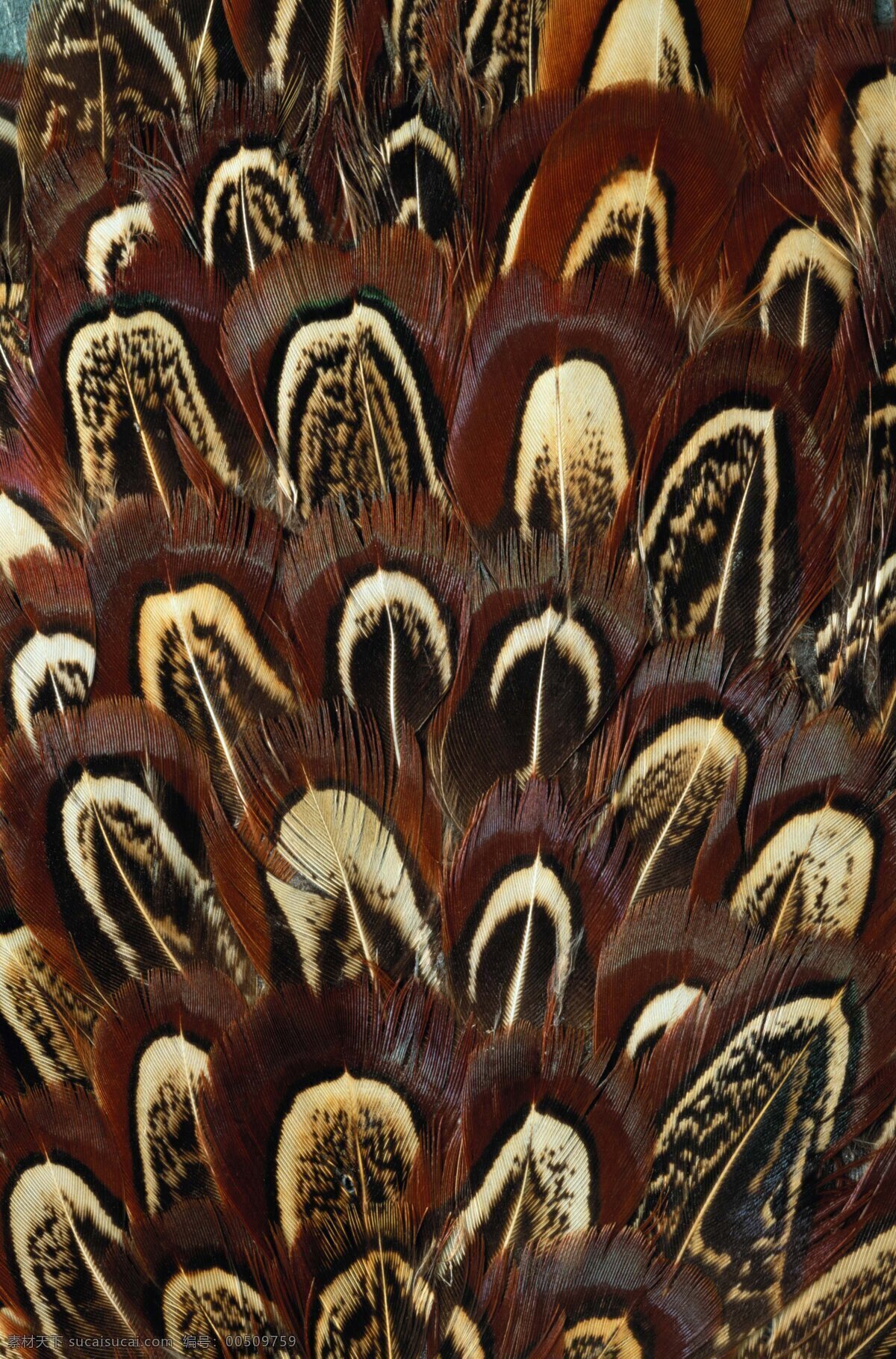黄褐色 孔雀 羽毛 其他生物 生物世界