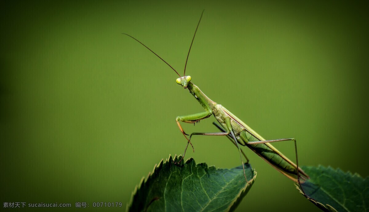 绿色 螳螂 高清 近景 特写 微距 动物 昆虫