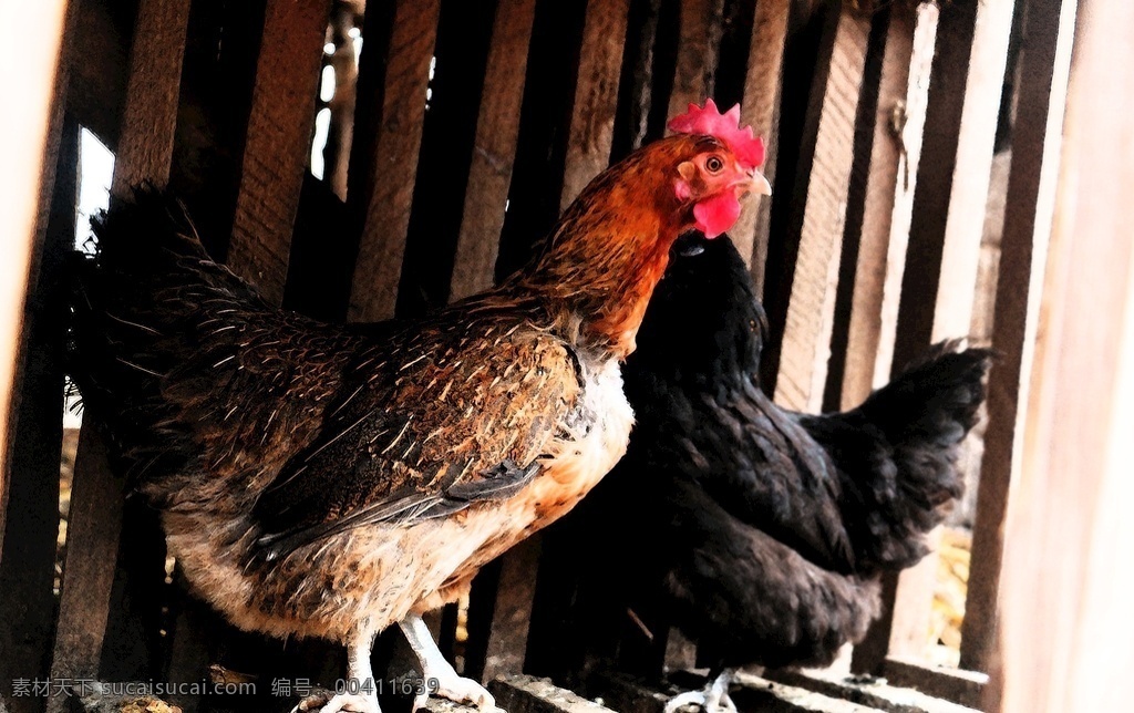 土鸡图片 土鸡 农村土鸡 公鸡 鸡笼 养鸡场 养鸡 生物世界 家禽家畜
