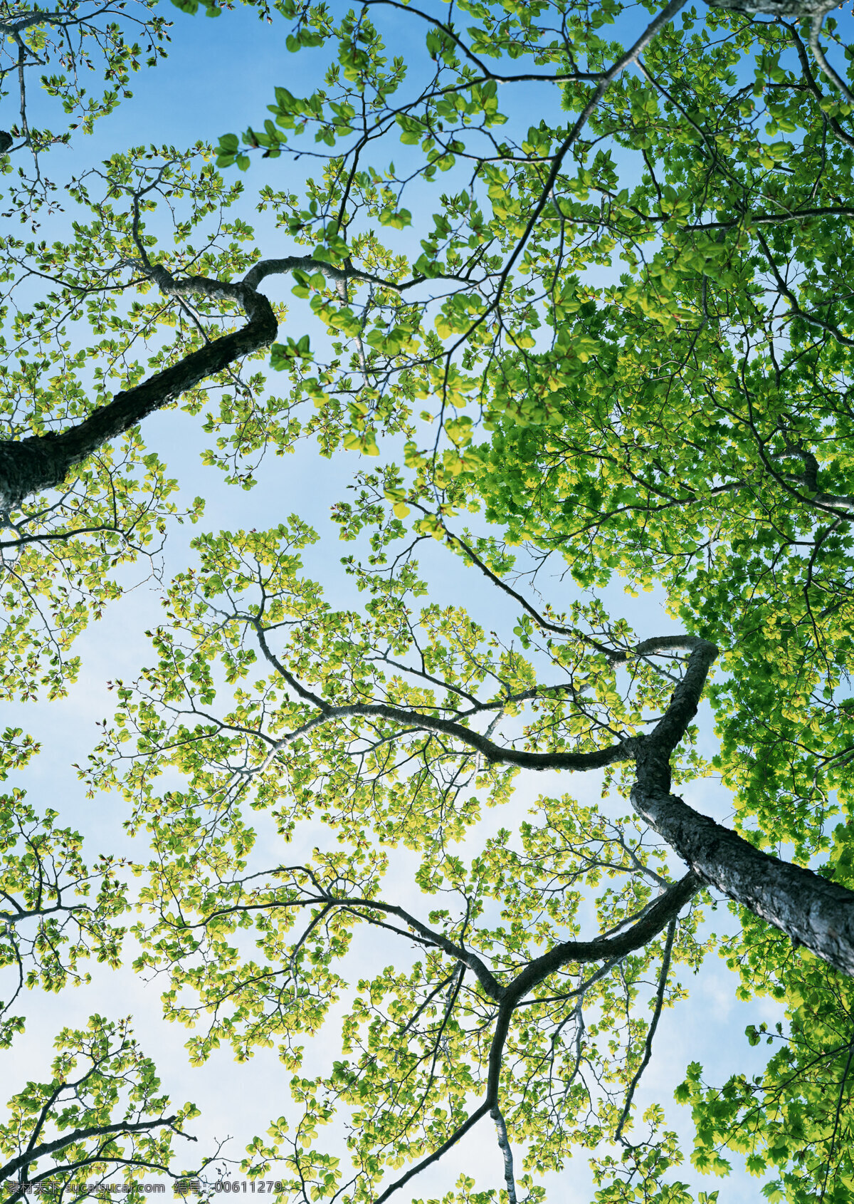 阳光森林 富尔特 树林 森林 自然景观 自然风景 摄影图库