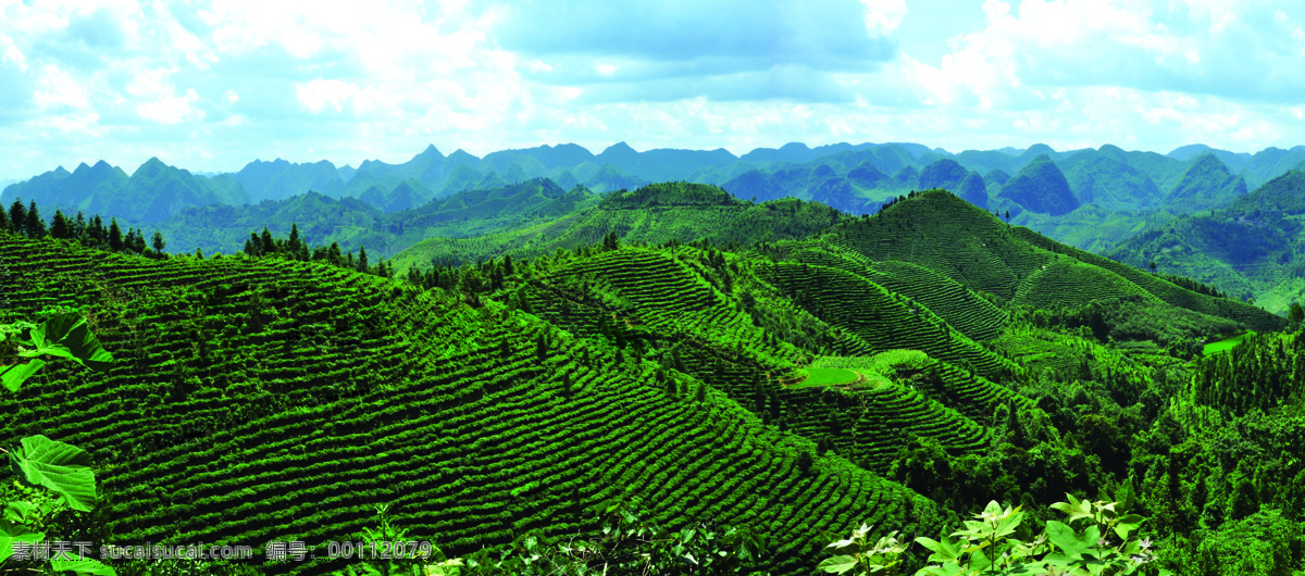 茶山风光 高山 田地 山峰 山峦 树木 蓝天 白云 茶叶 茶梯 青山 自然风景 自然景观