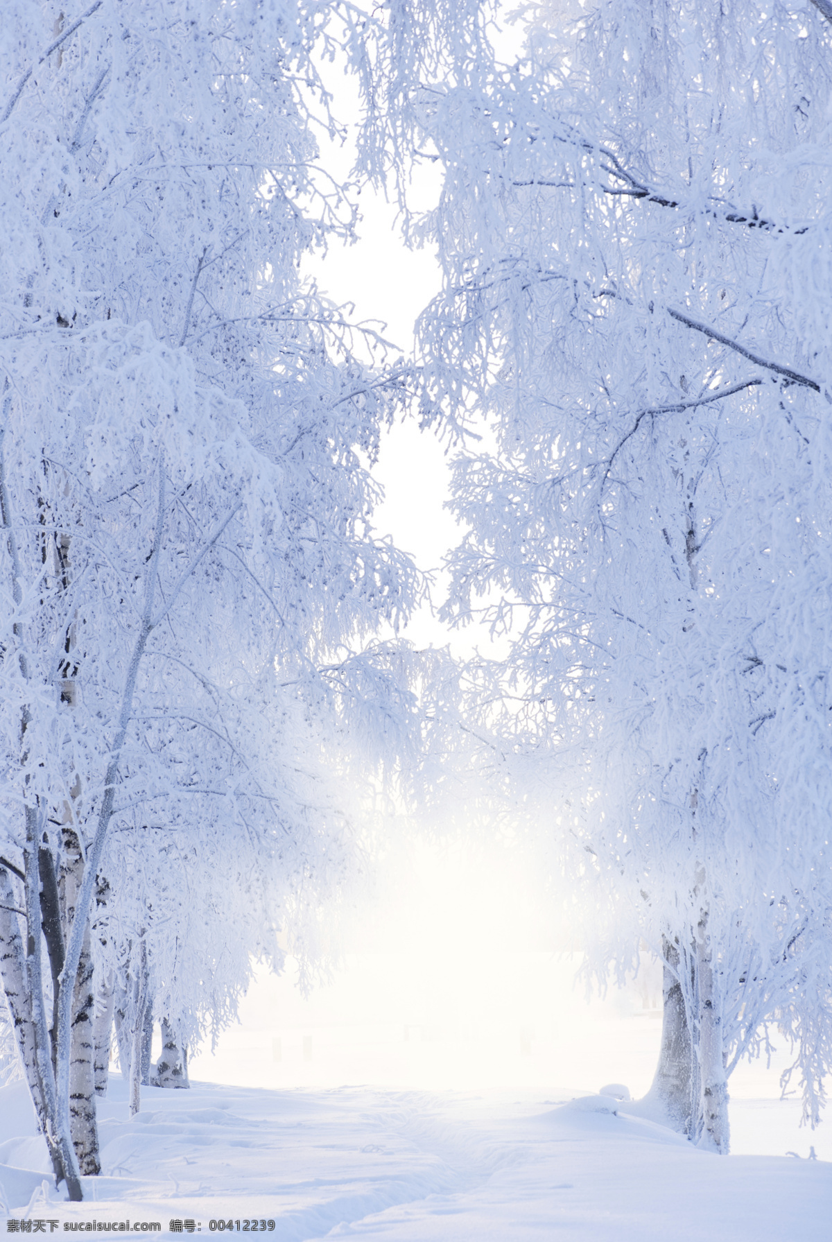 冬天 风光 背景 植物 大树 道路 冬季 景观 底纹背景 圣诞节 雪景 雪地 自然风景 自然景观 白色
