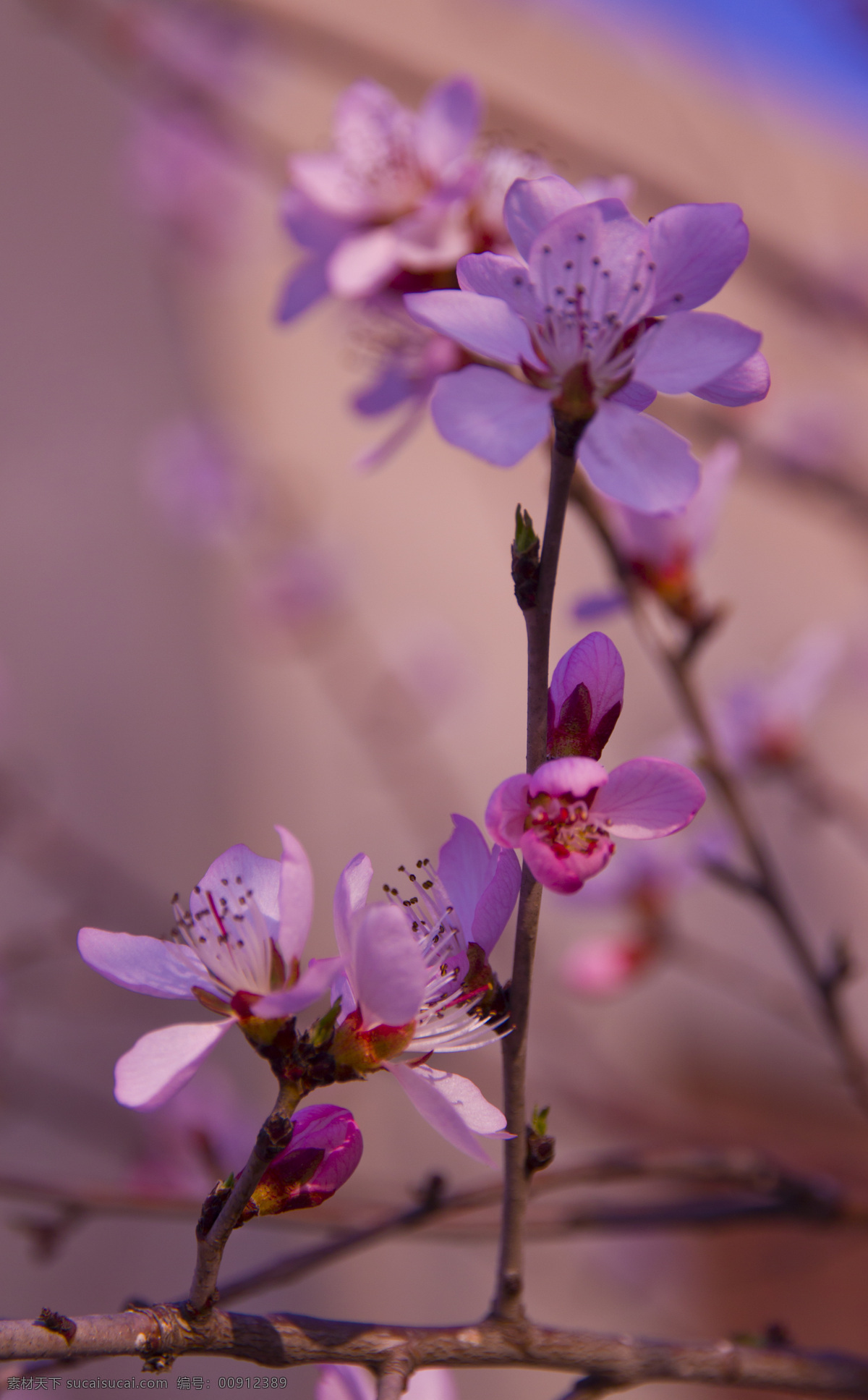 花 姐妹 春色 春天 花草 花树 梅花 生物世界 花姐妹 樱花 桃花 报春