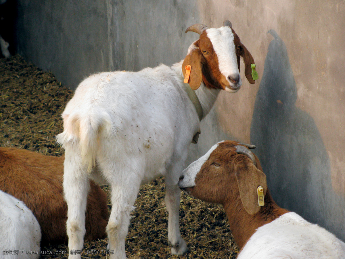 山羊 食用 羊 动物 动物园 肉食羊 生物世界