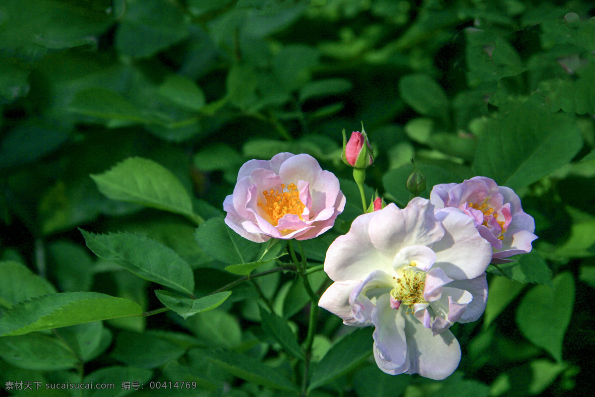 园林花草 园林景观 花园 花圃 白蔷薇 蔷薇 蔷薇花丛 生物世界 花草