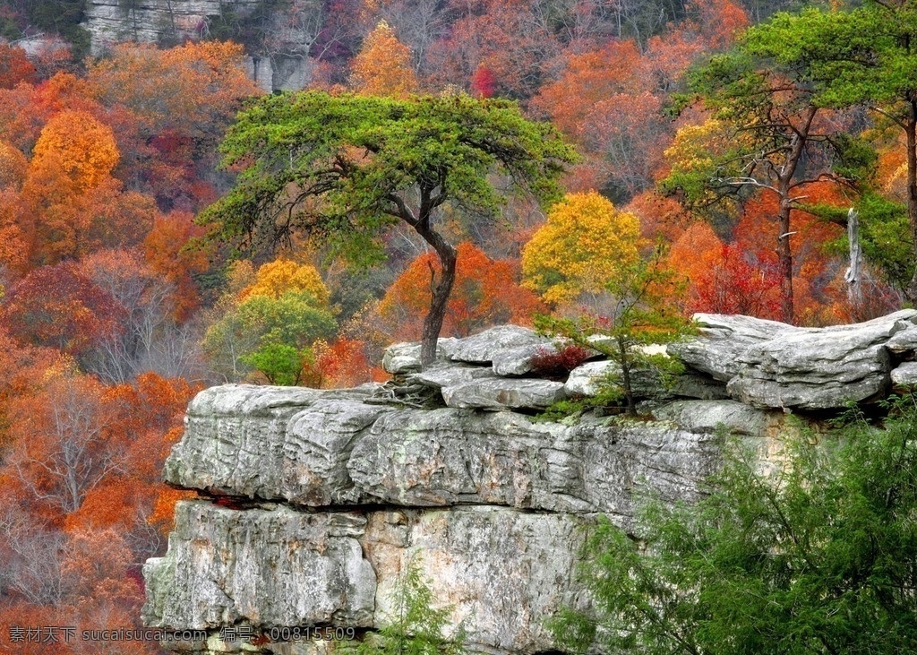 岩石松树 岩石 松树 树木 山峰 旅游 自然 中国风景 自然景观 山水风景