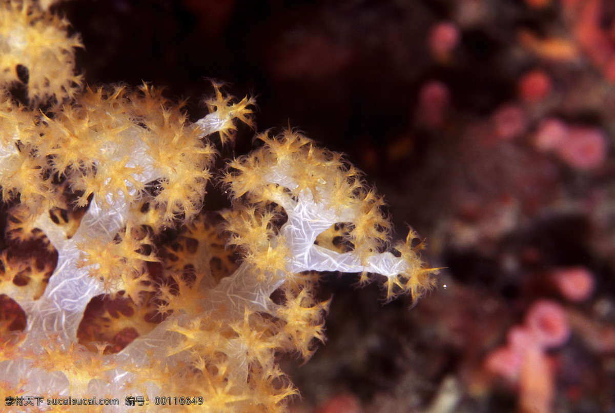 深海免费下载 安静 海胆 海底世界 海星 礁石 潜水员 珊瑚 深海 生物 水母 鱼群 探秘 鱼 生物世界