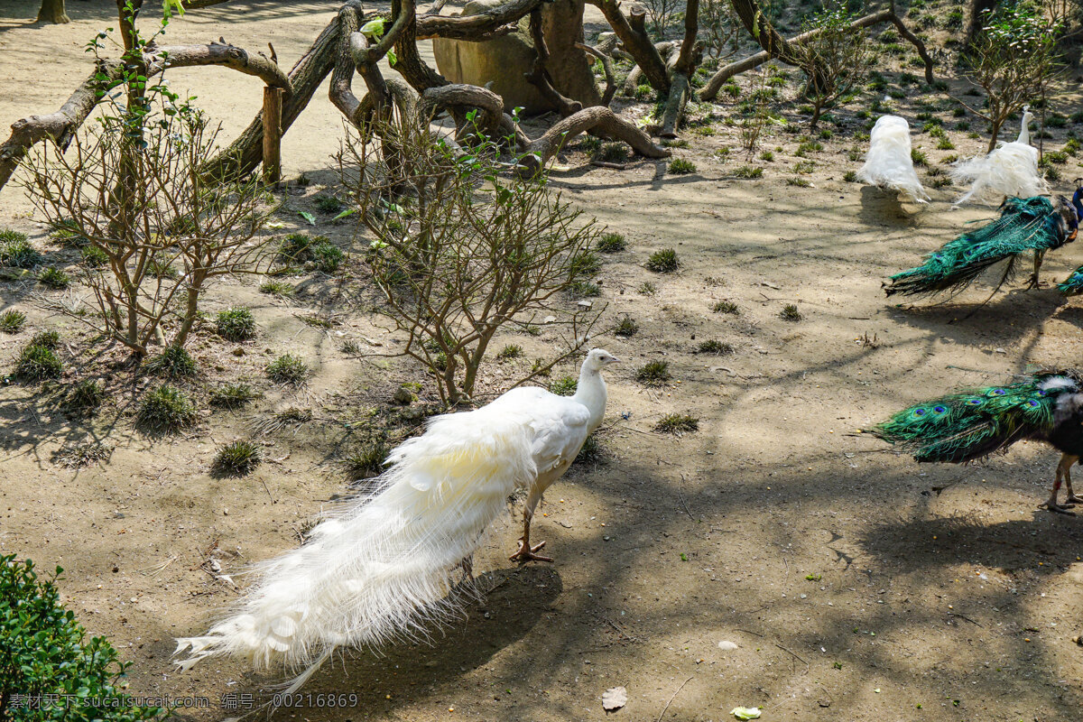 动物园 里面 白色 孔雀 动物 鸟类 鸟 白色孔雀 漂亮的孔雀 千库原创
