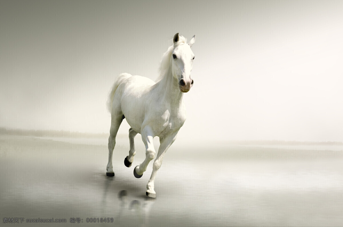 白马高清图片 骏马 马 horse 奔腾 动物 马匹 高清图片 白马 家禽家畜 生物世界