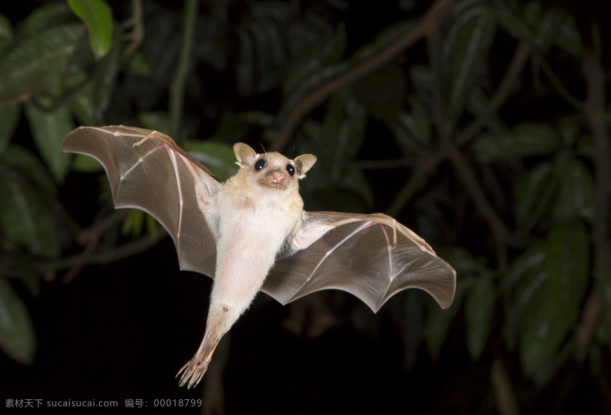 蝙蝠 蝙蝠特写 高清蝙蝠 蝙蝠侠 飞翔 天空 生物世界 鸟类