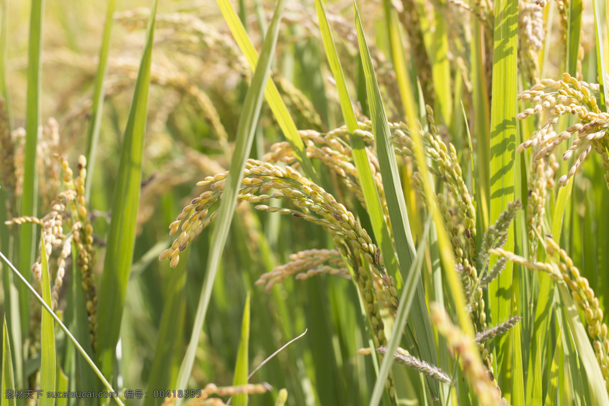 水稻 稻穗 米 稻谷 成熟的水稻 水稻特写 农业 种植 田野 丰收 收获 生态 自然 现代科技 农业生产