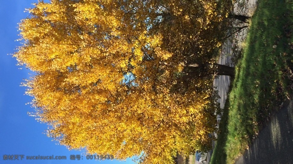 视频背景 实拍视频 视频 视频素材 视频模版 黄色 树叶 自然风景 黄色树叶