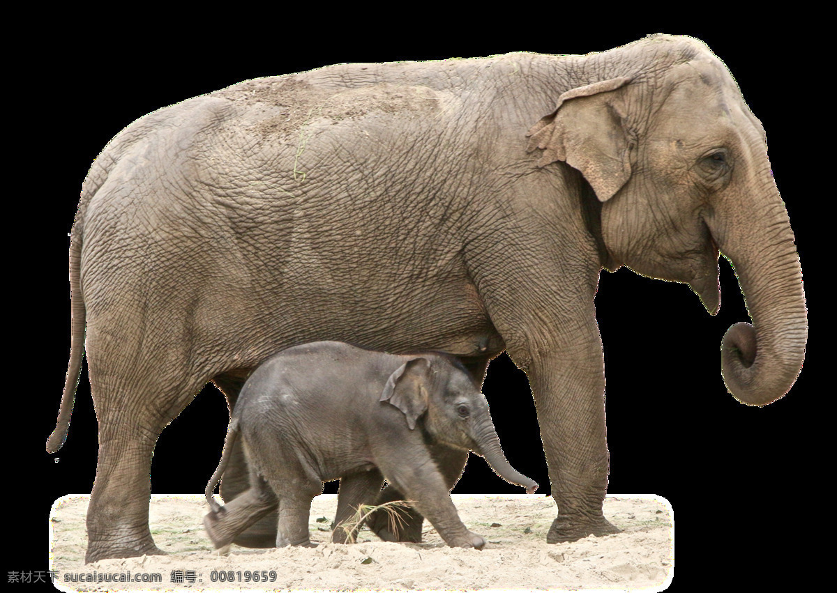 大象 母子 免 抠 透明 大象母子图片 高清 非洲大象 亚洲大象 大象广告图片 大象素材
