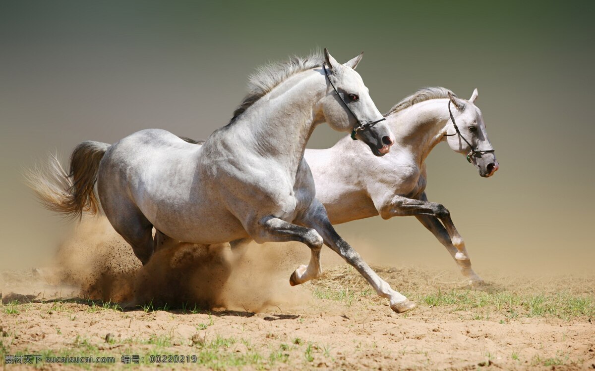 骏马 奔跑的马 马匹 骑马 动物 生物 生物世界 家畜家禽 家禽家畜