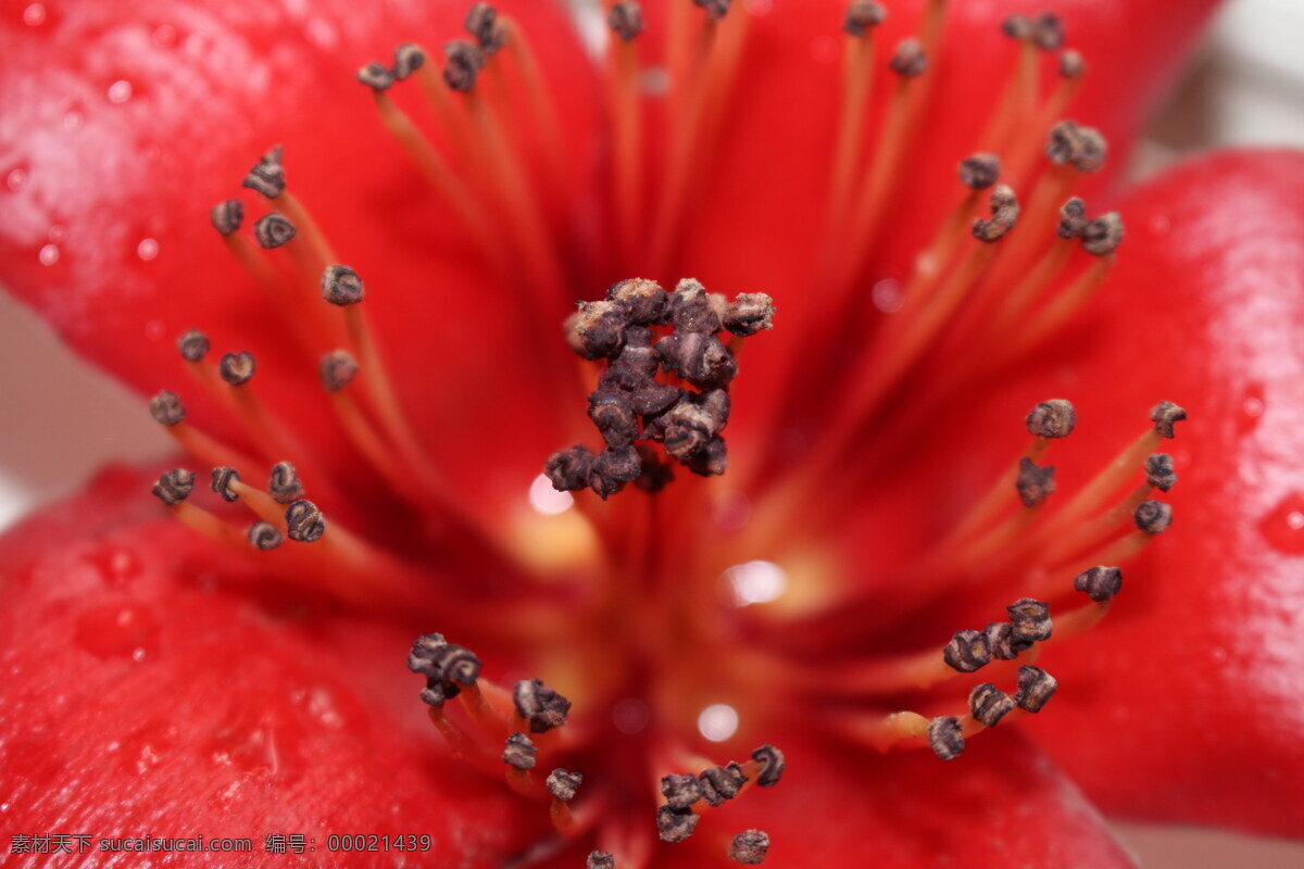 红色 花蕊 高清 红花 花瓣 红色花朵 鲜花