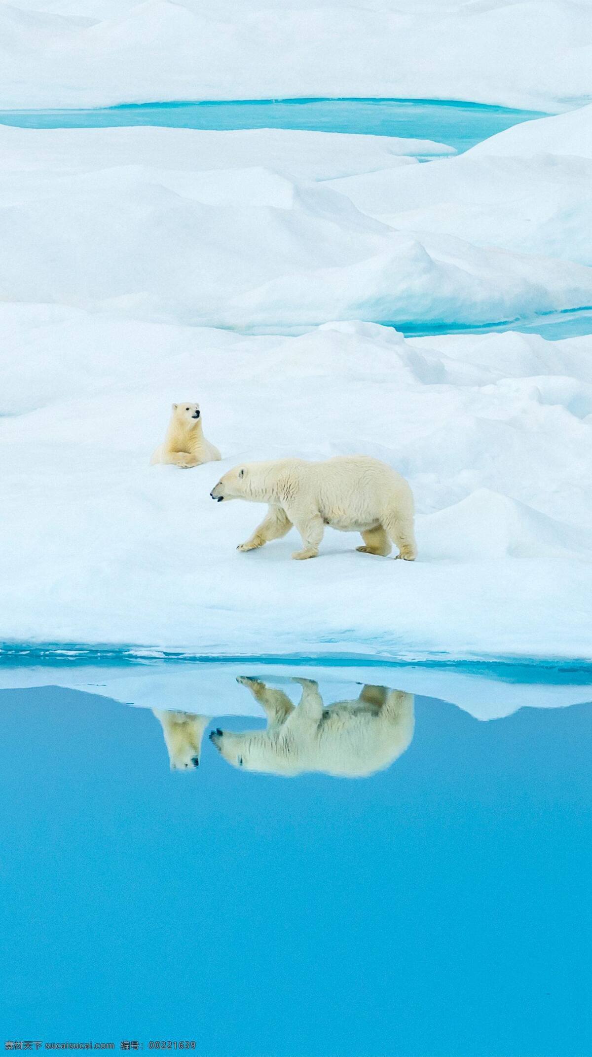 北极熊 北极 倒影 两只熊 白雪地 生物世界 野生动物