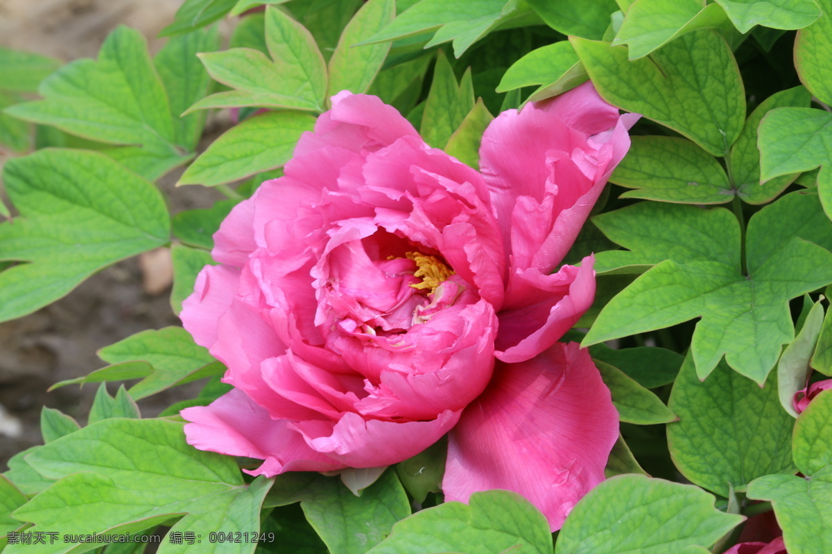 牡丹花 牡丹 观赏花卉 鼠姑 木芍药 百雨金 洛阳花 花朵 花瓣 花蕊 花卉 花儿 花草 植物 园林绿化 绿化景观 芍药牡丹 生物世界