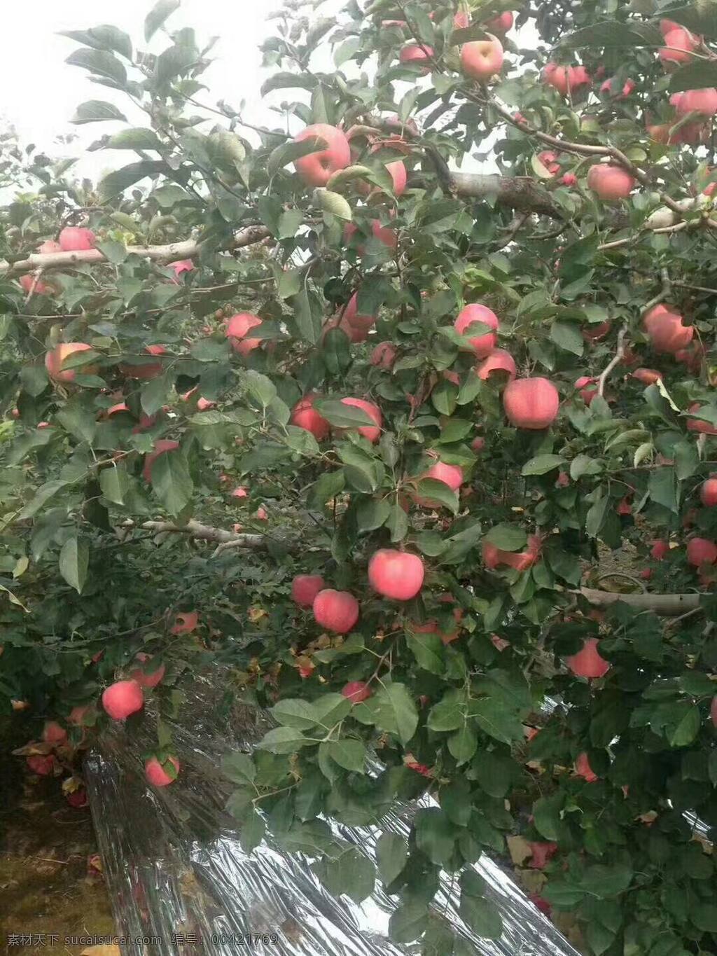 苹果 苹果树 水果 果树 果园 苹果园 苹果丰收 摄影图片 自然景观 田园风光