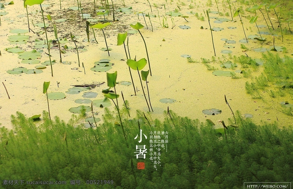 二十四节气 小暑 张春摄影作品 自然风光 自然景观 转载 请 注明 出处 作者