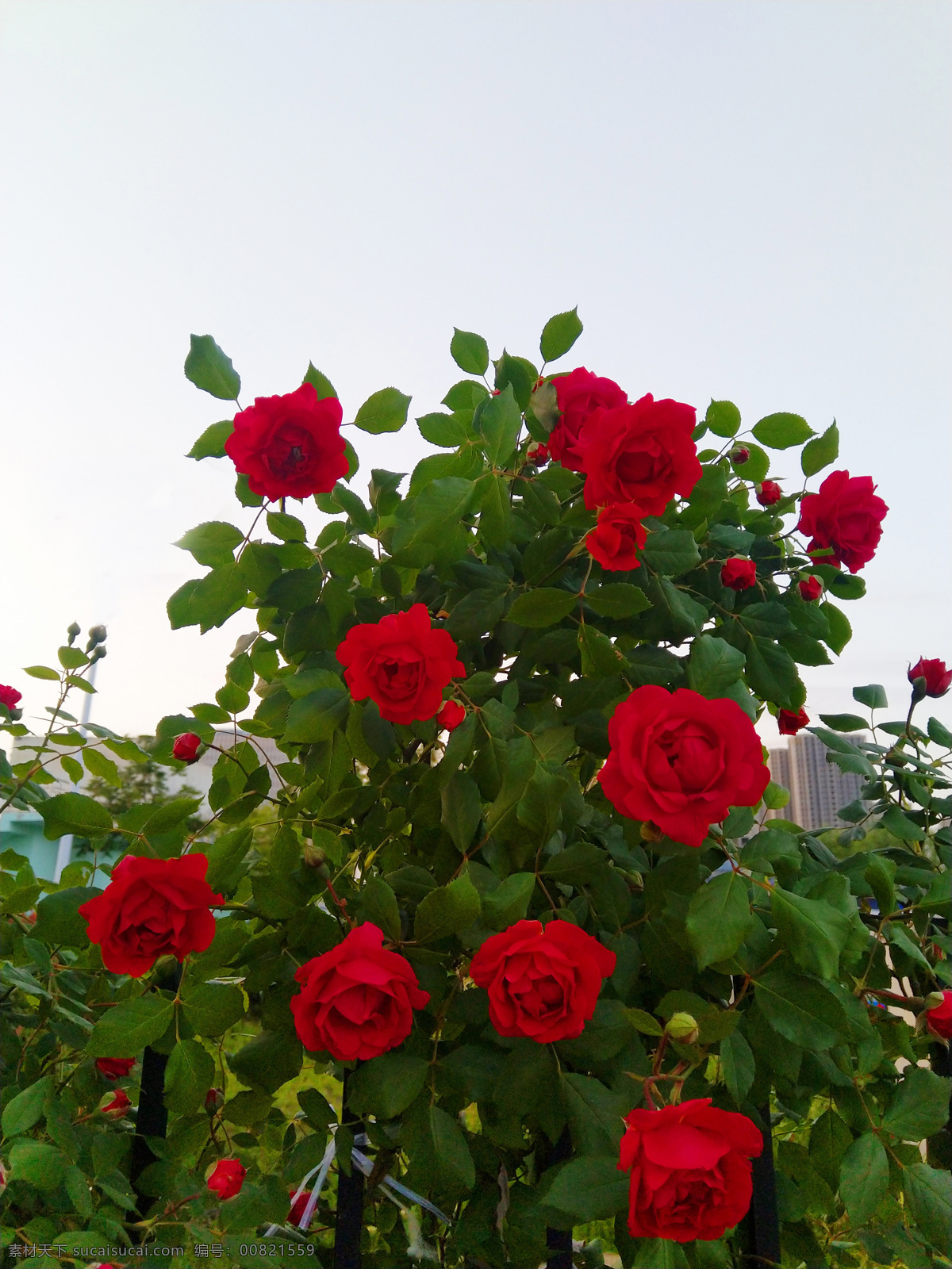 盛开的玫瑰花 盛开 玫瑰花 花卉 茂盛 红色 花朵 绿叶 多娇江山 自然景观 自然风景