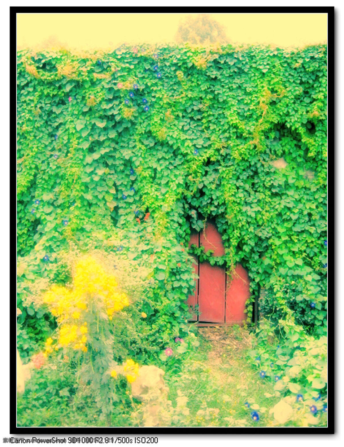 公路 美丽 红门 黄花 绿色 爬山虎 牵牛花 院子 植物 绿腾 路边风景 风景 生活 旅游餐饮