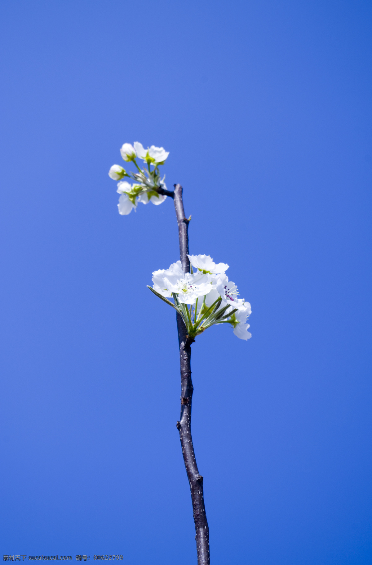 花卉图片 花朵 梨树花 白色梨花 蓝天梨花 梨花如雪 梨花素材 原创摄影 生物世界 花草