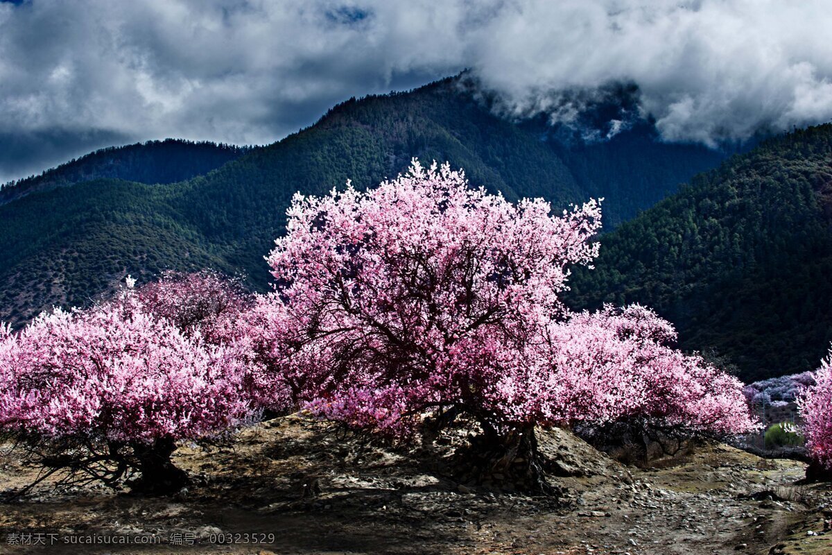 西藏林芝风景