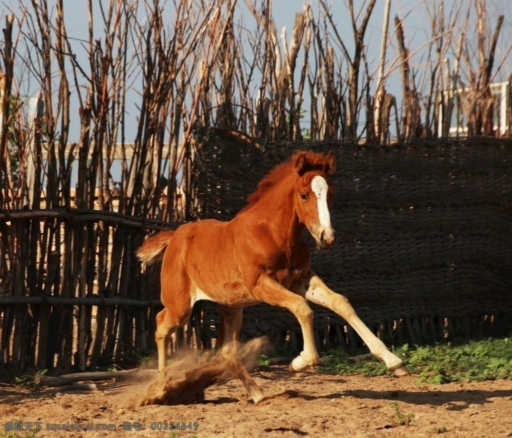 小马驹奔跑 小马驹 马 奔跑 跳跃 活跃 插图 马匹 活泼 蒙古族 生物世界 家禽家畜