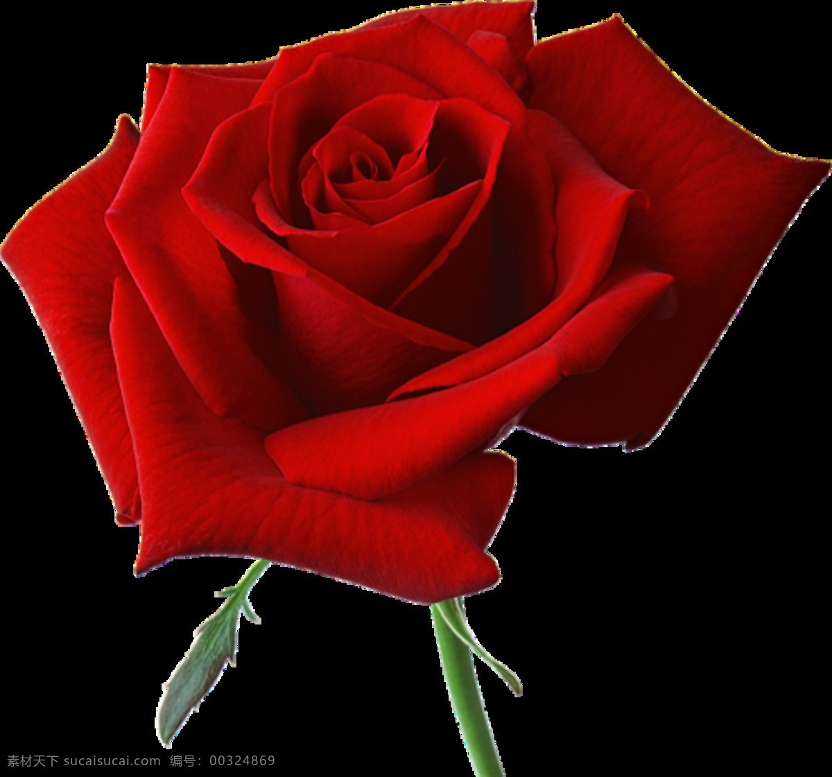 精致 玫瑰花 元素 七夕 设计元素 装饰素材 节日素材 红玫瑰 花 情人 广告素材