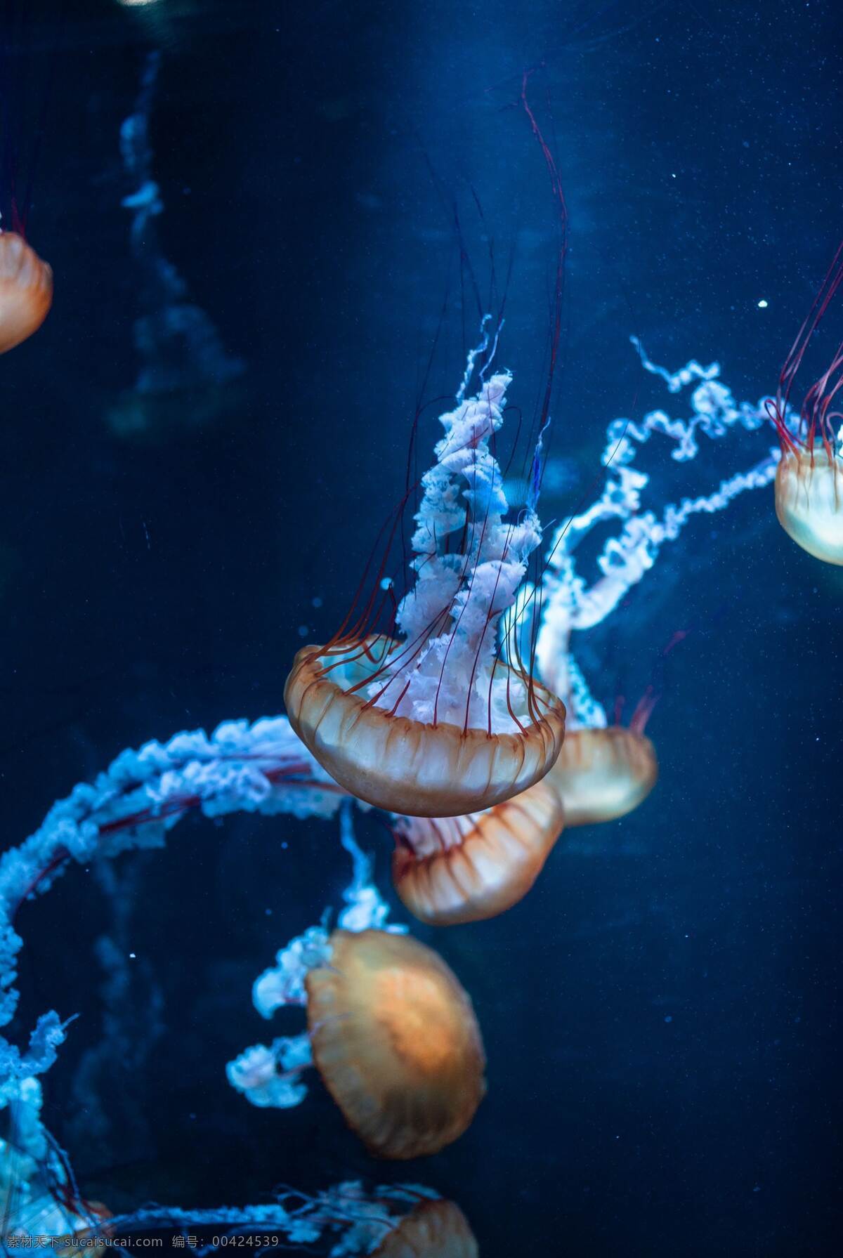 海底世界 海底 海 海底生物 可爱 壁纸 背景 旅游摄影 自然风景