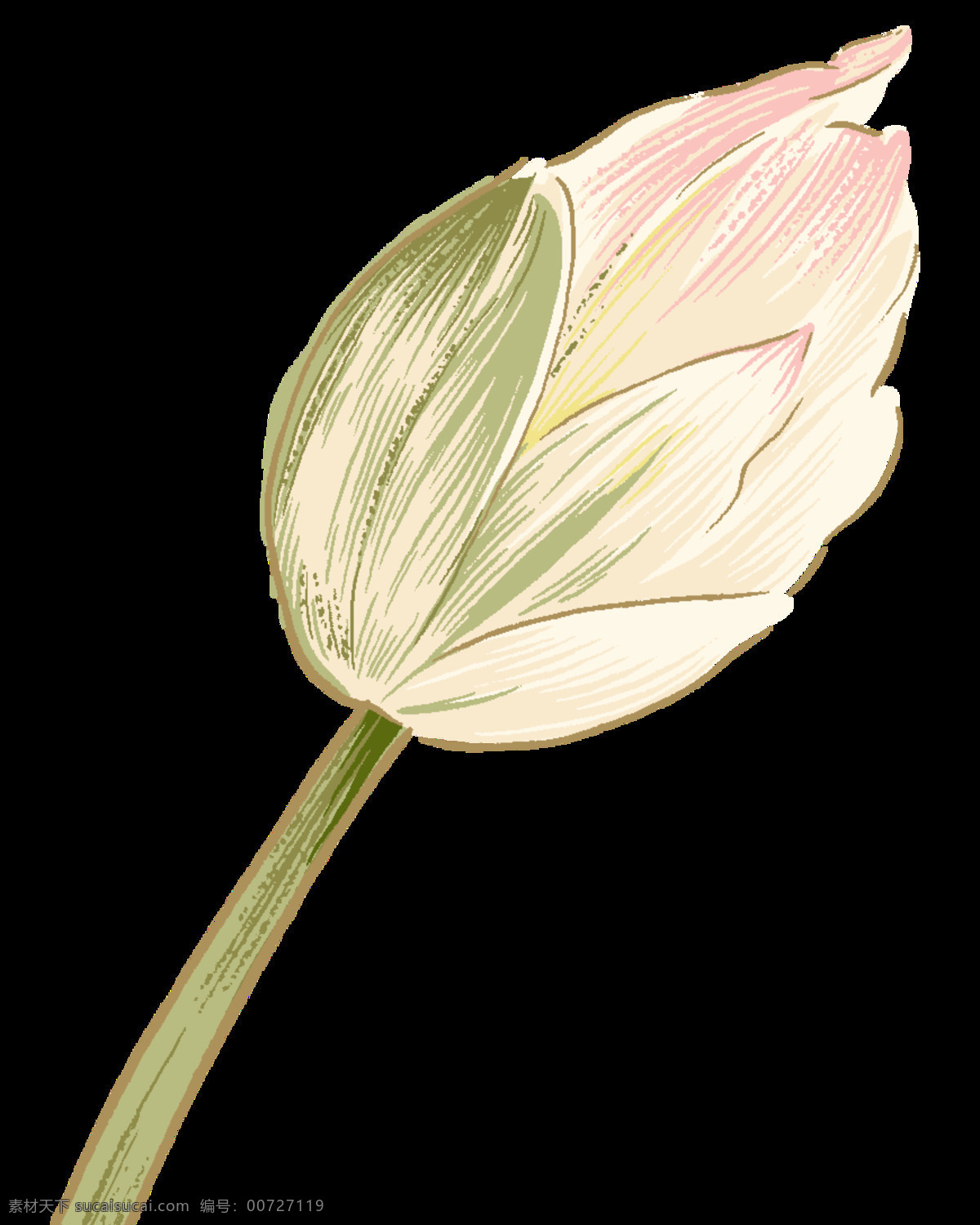 白色 花苞 花朵 简约 免扣 元素 装饰元素 装饰