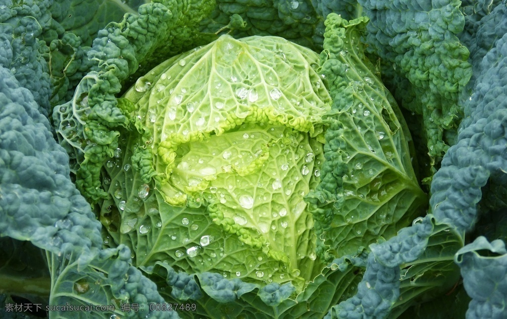 包菜 蔬菜 vegetables 时令蔬菜 设施蔬菜 有机蔬菜