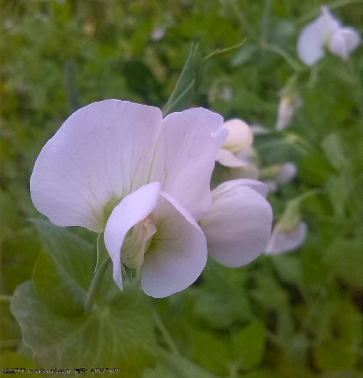 花 花草 花图片 摄影图库 生物世界 蔬菜花 野花 花类素材 自然风景 风景 生活 旅游餐饮