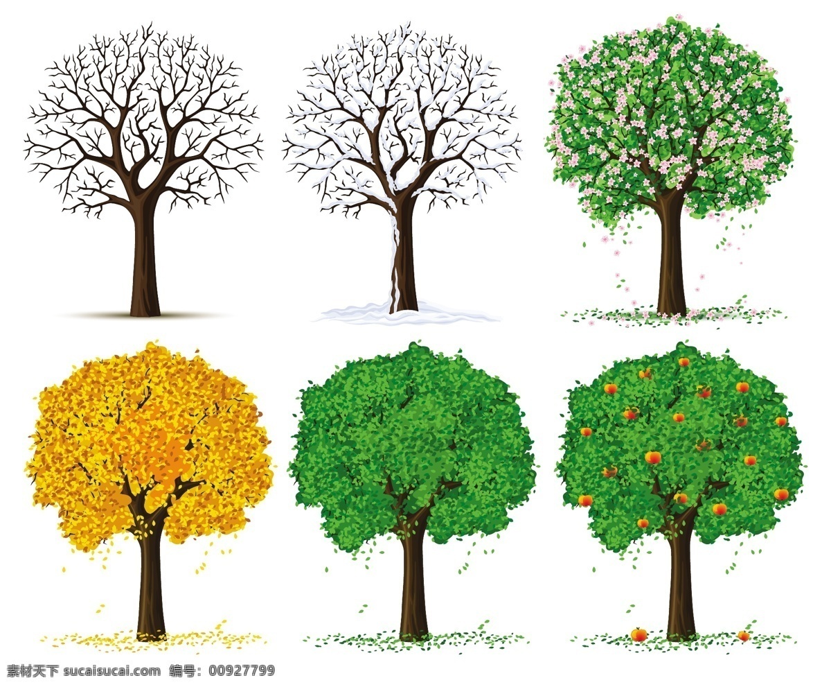四 季节 树 媒介生物学 向量 植物 材料 seasonsthe 矢量图 其他矢量图