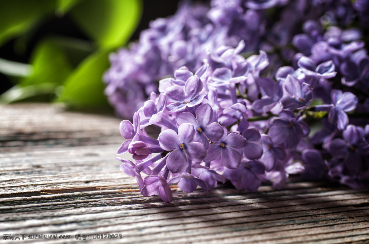 紫色 花卉 色花朵 美丽鲜花 美丽花朵 花草树木 生物世界