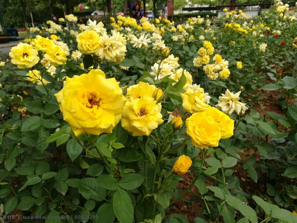 玫瑰 玫瑰花 黄色玫瑰 淡黄玫瑰 白黄玫瑰 花瓣黄色 花卉 开花 新鲜 花 叶 自然景观 自然风景