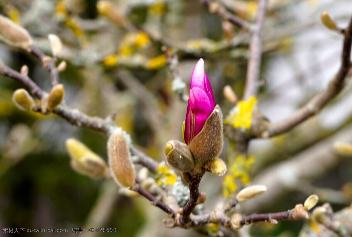 玉兰花图片 白玉兰 木兰 玉兰 迎春花 望春 应春花 玉堂春 辛夷花 小清新 花儿鲜花 花蕊 花朵花卉 野花 紫色花朵 红色花朵 黄色花朵 白色花朵 蓝色花朵 橙色花朵 高清 街拍花朵 淡色花朵 唯美背景 朦胧背景 花朵背景 微蓝 一簇花 清新背景 梦幻背景 唯美清新 盆景 盆栽 小花 花儿 温馨 生物世界 花草