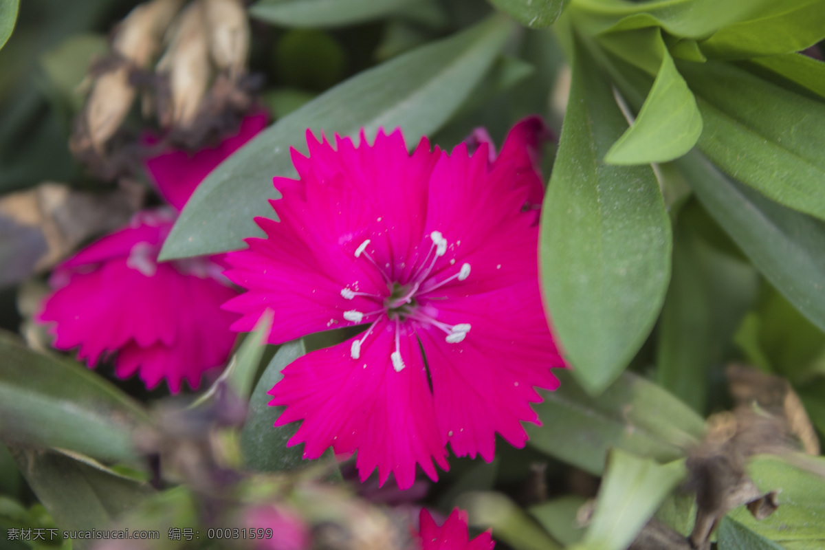 粉红色 鲜花 特写 花朵 粉色的花 植物 花 商用 照片 风景