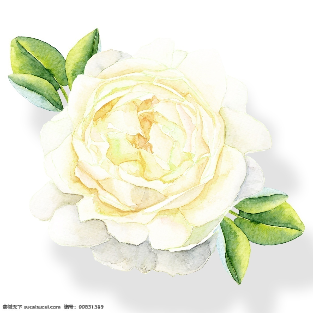 手绘 高贵 水彩 花卉 透明 卡通素材 鲜花 png免抠图 透明素材 装饰 免 抠 图