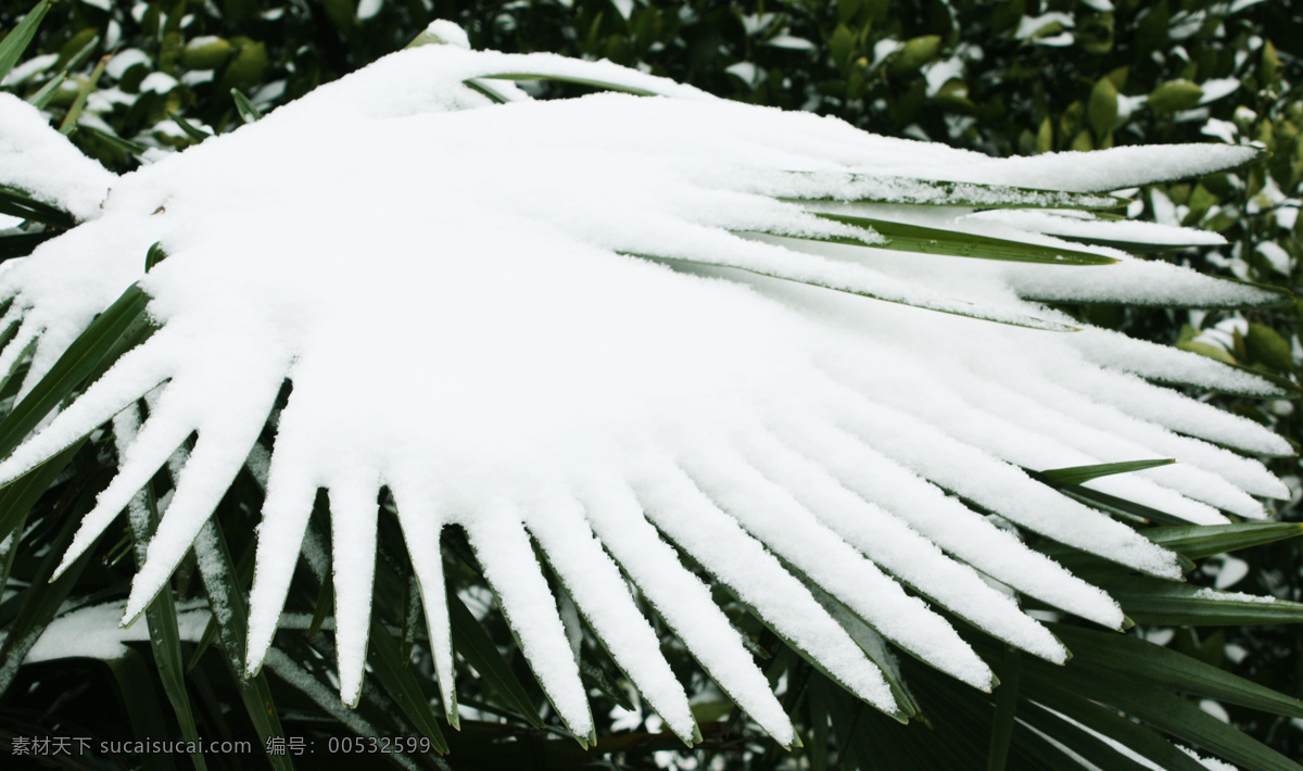 雪 翼 翅膀 自然风景 自然景观 雪之翼 psd源文件