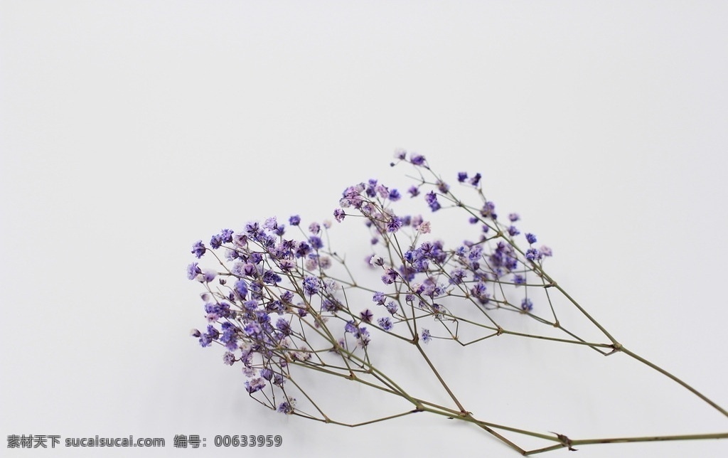 满天星 花花世界 花 花点时间 花素材 满天星的故事 桌面壁纸 花的背景 原创 生物世界 花草