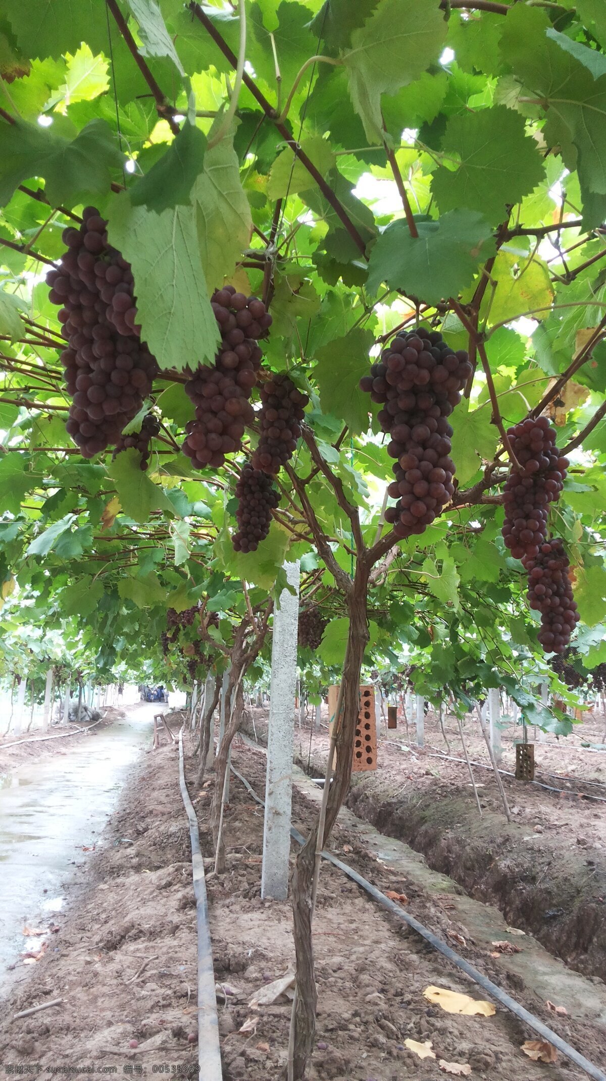 东海游 浙江 东海 南沙岛 葡萄园 葡萄 自然景观 美味葡萄 酸甜葡萄 生物世界 水果